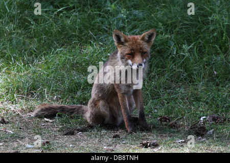 Nahaufnahme von einem weiblichen europäischen Rotfuchs (Vulpes Vulpes) Stockfoto