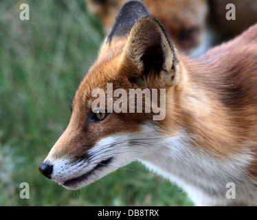 Nahaufnahme von einem jungen männlichen europäischen Rotfuchs (Vulpes Vulpes), im Profil gesehen Stockfoto