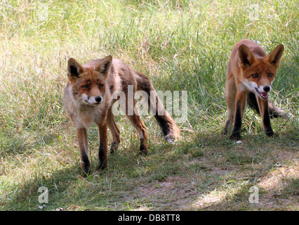 Nahaufnahme von Mutter und Sohn europäischer roter Fuchs (Vulpes Vulpes) Stockfoto