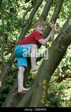 kleiner Junge einen Kletterbaum Stockfoto