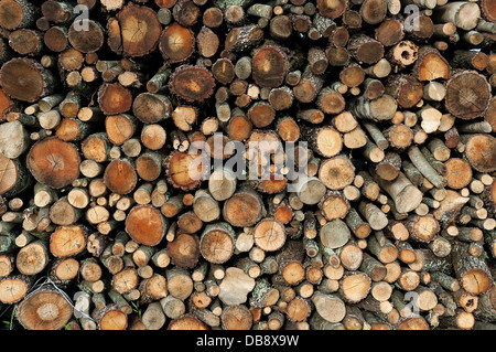 Frisch geschnittenen Sie Baumstämmen aufgestapelt Stockfoto