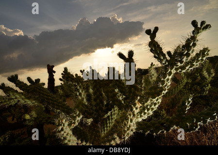 Cholla Cactus bei Sonnenuntergang in den Ausläufern der Santa Catalina Mountains in der Sonora-Wüste, Catalina, Arizona, USA. Stockfoto