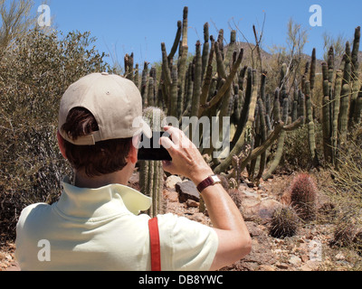Frau Touristen fotografieren Organ Pipe Cactus an das Arizona-Sonora Desert Museum in Tucson, Arizona, USA Stockfoto