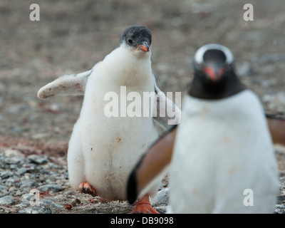 Gentoo Penguin Küken jagen Erwachsene, Pygoscelis Papua. Hannah Point, Süd-Shetland-Inseln. Stockfoto