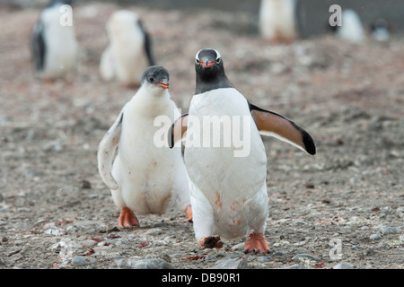 Gentoo Penguin Küken jagen Erwachsene, Pygoscelis Papua. Hannah Point, Süd-Shetland-Inseln. Stockfoto