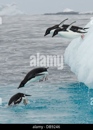 Adelie Penguin (Pygoscelis Adeliae), Gruppe abspringen Eisberg & Wasser begeben. Yalour Inseln, antarktische Halbinsel. Stockfoto