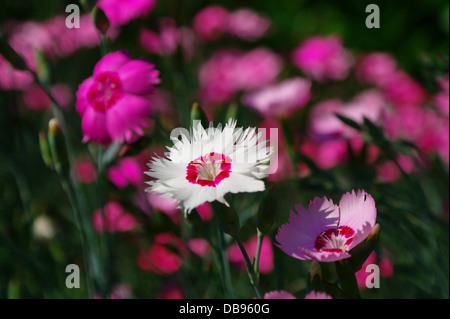 Dianthus plumarius Stockfoto