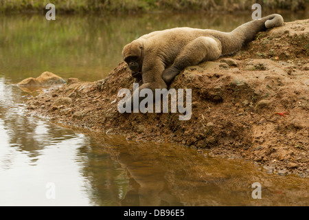 Männliche Wollaffen in der Wildnis Stockfoto