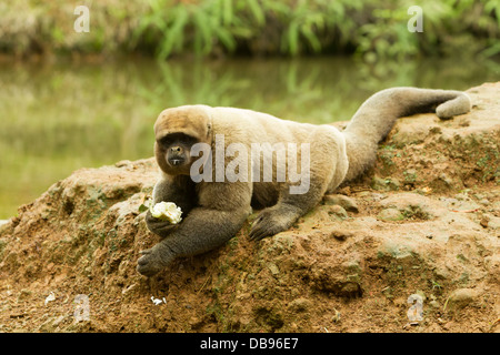 Männliche Wollaffen in der Wildnis Stockfoto