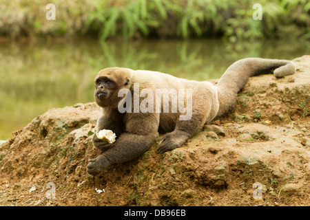 Männliche Wollaffen in der Wildnis Stockfoto