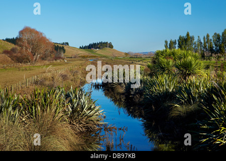 Entwässerungsrinne und bepflanzten riparian Streifen Taieri Plains, in der Nähe von Dunedin, Südinsel, Neuseeland Stockfoto