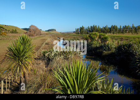 Entwässerungsrinne und bepflanzten riparian Streifen Taieri Plains, in der Nähe von Dunedin, Südinsel, Neuseeland Stockfoto