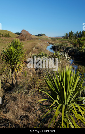 Entwässerungsrinne und bepflanzten riparian Streifen Taieri Plains, in der Nähe von Dunedin, Südinsel, Neuseeland Stockfoto