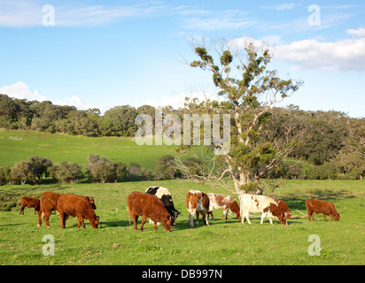 Eine gemischte Herde von Rindern im Bereich Caves Road von Margaret River in Western Australia. Stockfoto