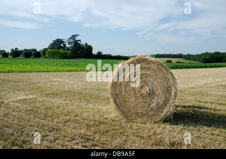 Einzelnen Heuballen in einem Feld Stockfoto