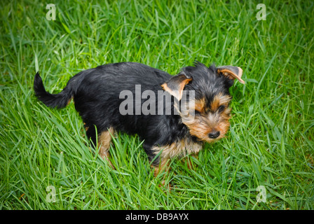 Yorkshire Terrier Portrait auf der grünen Wiese. Stockfoto