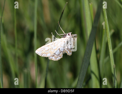 China-Mark Brown Motte (Elophila Nymphaeata) Stockfoto