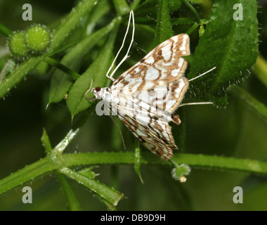 China-Mark Brown Motte (Elophila Nymphaeata) Stockfoto