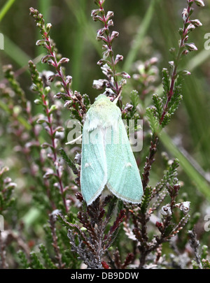 Die seltenen Burren Green Moth (Calamia Tridens) in verschiedenen Posen im feinen Makro-Detail - 14 Bilder in allen Stockfoto