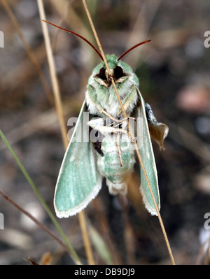 Die seltenen Burren Green Moth (Calamia Tridens) in verschiedenen Posen im feinen Makro-Detail - 14 Bilder in allen Stockfoto