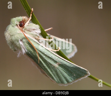 Die seltenen Burren Green Moth (Calamia Tridens) in verschiedenen Posen im feinen Makro-Detail - 14 Bilder in allen Stockfoto