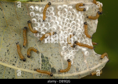 Frisch geschlüpften Raupen in Buff-Tip Moth (Phalera Bucephala) Stockfoto