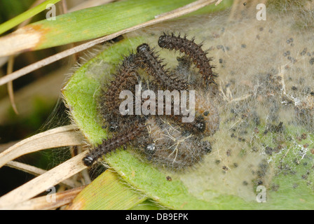 Web von jungen Marsh Fritillary Raupen (Etikett Aurinia) Stockfoto