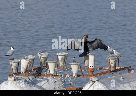 Oriental Darter oder indischen Darter (Anhinga Melanogaster) Flügel trocknen Stockfoto