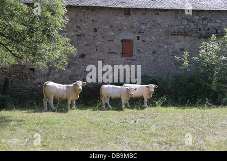 Rinder in St. Martial, Varen, Tarn-et-Garonne, Frankreich Stockfoto