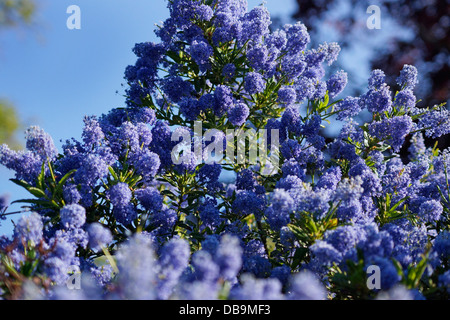 Ceanothus blue Mound kalifornischer Flieder Strauch Blüte in einen Bio-Garten Stockfoto