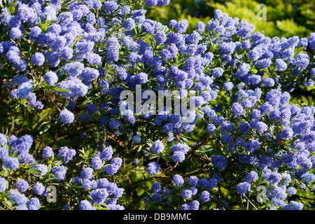 Ceanothus blue Mound kalifornischer Flieder Strauch Blüte in einen Bio-Garten Stockfoto