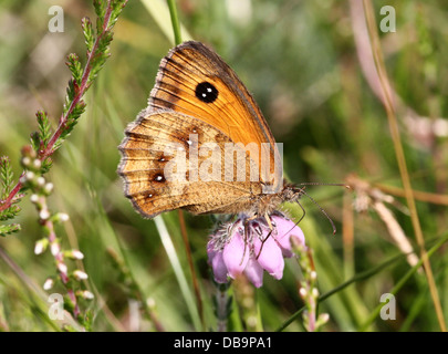 Makro von einem Gatekeeper oder Hecke braun Schmetterling (Pyronia Tithonus) auf Nahrungssuche auf einer Blume Stockfoto