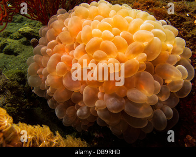 Nahaufnahme der überhöhten Säcke von Bubble Korallen Plerogyra sinuosa - auch als Traube Koralle, abgerundet bubblegum Coral auf Luftblase Reef Stockfoto