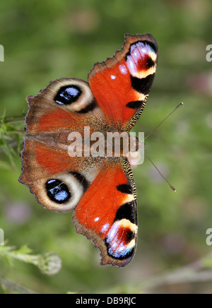 Detaillierte Makro von den bunten gemeinsame Tagpfauenauge (Inachis Io) Stockfoto
