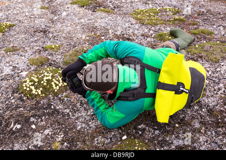 Ein Mann fotografiert arktischen Wildlflowers vor einem Gletscher im nördlichen Svalbard. Stockfoto