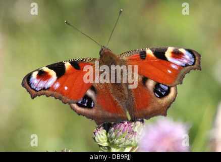 Europäischen gemeinsamen Peacock Butterfly (Inachis Io, Aglais Io) auf Nahrungssuche auf einer Distel Blume Stockfoto