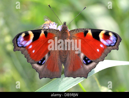 Europäischen gemeinsamen Peacock Butterfly (Inachis Io, Aglais Io) auf Nahrungssuche auf einer Distel Blume Stockfoto