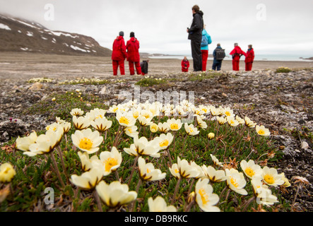 Arktische Wildlflowers vor einem Gletscher im nördlichen Svalbard. Stockfoto