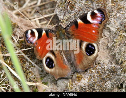Detaillierte Makro von den bunten gemeinsame Tagpfauenauge (Inachis Io) Stockfoto