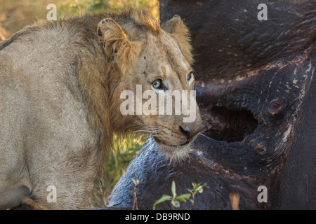 Ein junger männlicher Löwe Fütterung auf eine Nashorn-Karkasse Stockfoto