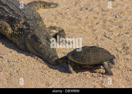 Eine Schildkröte küsst ein Krokodil Stockfoto