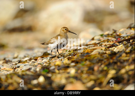 Alpenstrandläufer Calidris Alpina in der Zucht Gefieder auf Kies Strand, Fetlar, Shetland-Inseln, Schottland Stockfoto