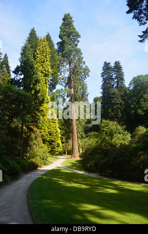 Riesigen Redwood-Baum Stockfoto