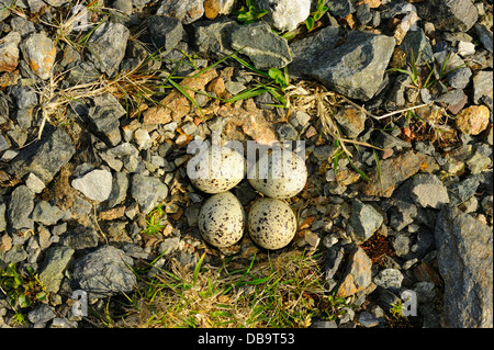 Nest mit 4 Eiern der Sandregenpfeifer Charadrius Hiaticula, Fetlar, Shetland-Inseln, Schottland Stockfoto