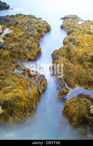 Grüne Algen an der Küste von Island Stockfoto