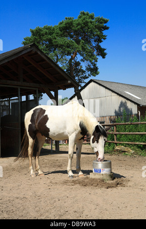 malen Sie Pferd Trinkwasser im heißen Sommer von Outdoor-selbst befüllen Wassertrog. Deutschland, Europa Stockfoto