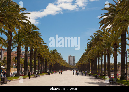 Palmen-Promenade in Salou Spanien Stockfoto