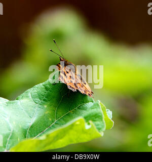 Betchworth, Surrey, UK. 26. Juli 2013. Ein Komma Schmetterling ruht auf einem Klette Blatt in einem Feuchtgebiet Wiese am Ufer des River Mole am Betchworth, Surrey Freitag, 26. Juli 2013. Credit: Foto von Lindsay Constable /Alamy Live-Nachrichten Stockfoto