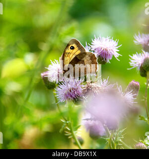 Betchworth, Surrey, UK. 26. Juli 2013. Eine Wiese braun Schmetterling ruht auf einer Distel Blume in einem Feuchtgebiet Wiese am Ufer des River Mole am Betchworth, Surrey Freitag, 26. Juli 2013. Credit: Foto von Lindsay Constable /Alamy Live-Nachrichten Stockfoto