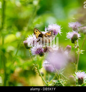 Betchworth, Surrey, UK. 26. Juli 2013. Eine Wiese braun Schmetterling ruht auf einer Distel Blume in einem Feuchtgebiet Wiese am Ufer des River Mole am Betchworth, Surrey Freitag, 26. Juli 2013. Credit: Foto von Lindsay Constable /Alamy Live-Nachrichten Stockfoto